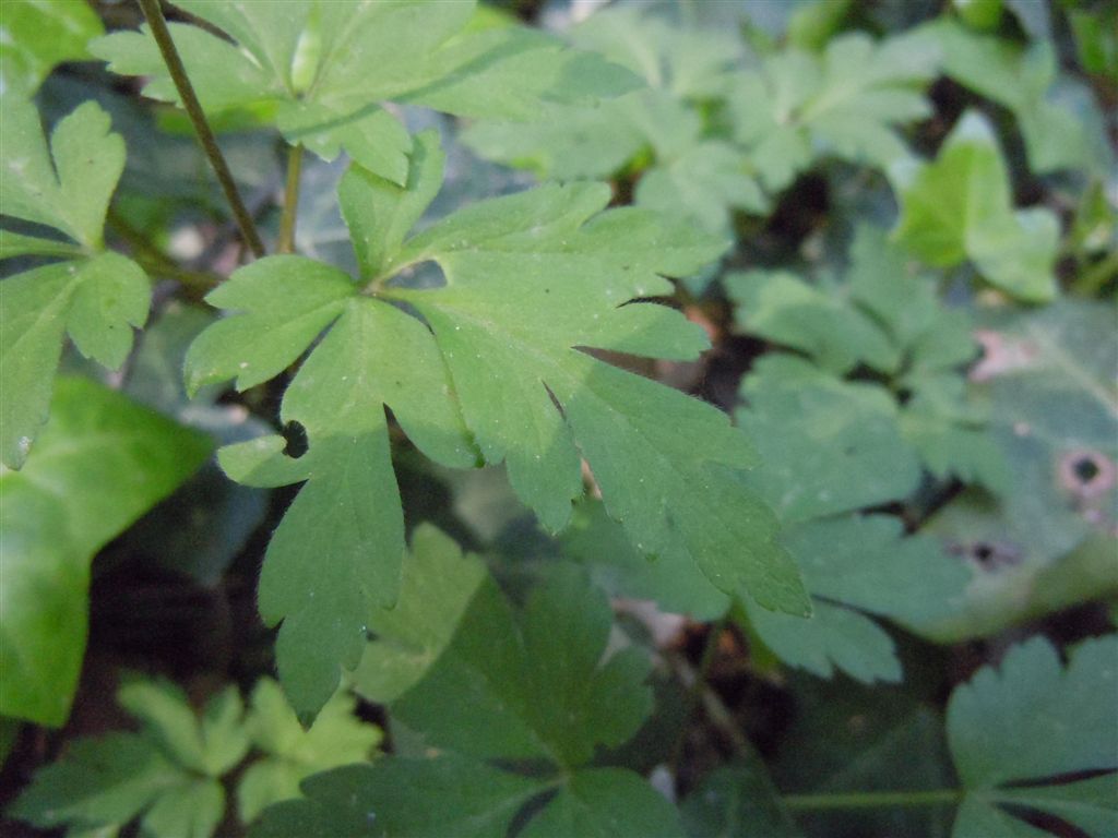 Anemone apennina